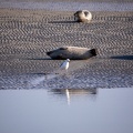 Plage aux phoques - 3833 - 2048px.jpg