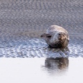 Plage aux phoques - 3869 - 2048px.jpg