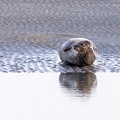 Plage aux phoques - 3871 - 2048px.jpg
