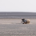 Plage aux phoques - 3891 - 2048px.jpg