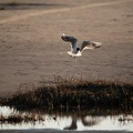 Plage du Crotoy - 3435 - 2048px.jpg