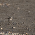 Plage du Crotoy - 3471 - 2048px.jpg