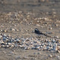 Plage du Crotoy - 3480 - 2048px.jpg