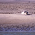 Pointe du Hourdel - 3732 - 2048px.jpg