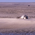 Pointe du Hourdel - 3740 - 2048px.jpg