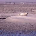 Pointe du Hourdel - 3747 - 2048px.jpg