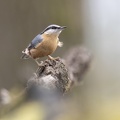 België - d'Oultremont 035.JPG
