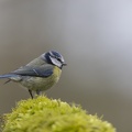 België - d'Oultremont 043.JPG