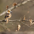 België - d'Oultremont 044.JPG