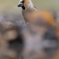 België - d'Oultremont 046.JPG