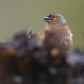 België - d'Oultremont 067.JPG