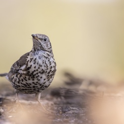 Stage Photo Nature Belgique