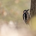België - d'Oultremont 074.JPG
