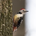 België - d'Oultremont 083.JPG