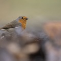 België - d'Oultremont 087.JPG