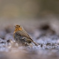 België - d'Oultremont 090.JPG