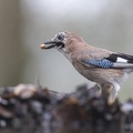 België - d'Oultremont 091.JPG