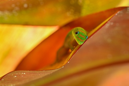 GECKO 