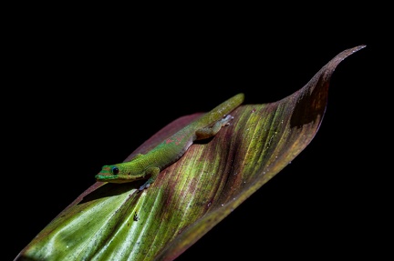 GECKO Jardin d'Eden, Saint Paul