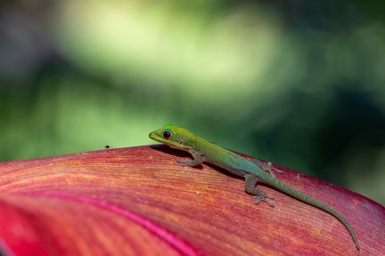 GECKO 