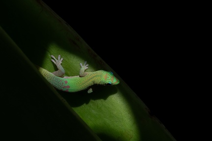 GECKO