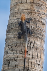 Gros lézard à Boucan Canot