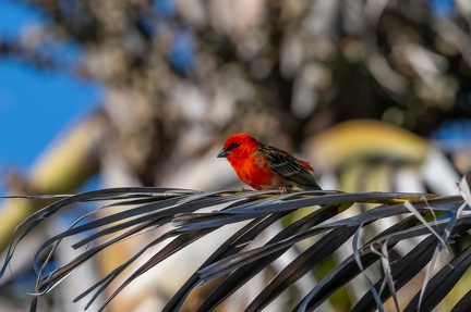 Cardinal