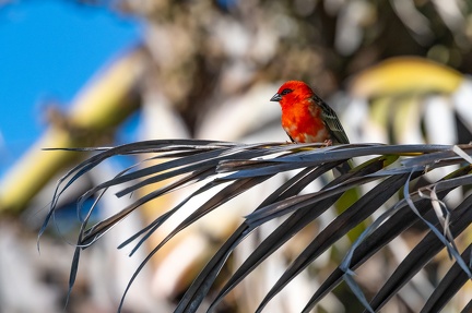 Cardinal