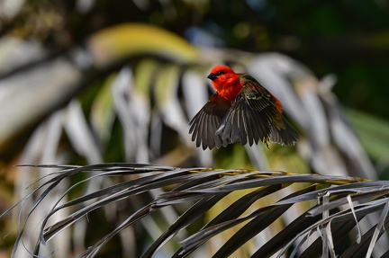 Envol du cardinal