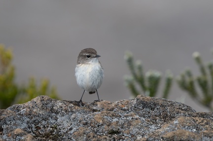 Oiseau au Pas de Bellecombe