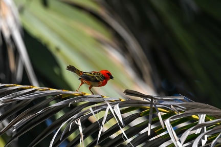 Cardinal