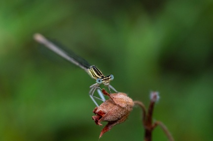 libellule sur fleur séchée