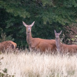 Brame du cerf dans le Vercors