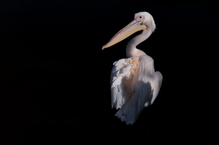 Pélican au parc de la tête d'or, Lyon