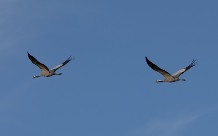 Montier-en-Der - 20231119 - 101817 - 5184 x 3888px