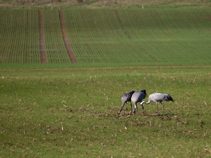 Montier-en-Der - 20231119 - 141014 - 5184 x 3888px