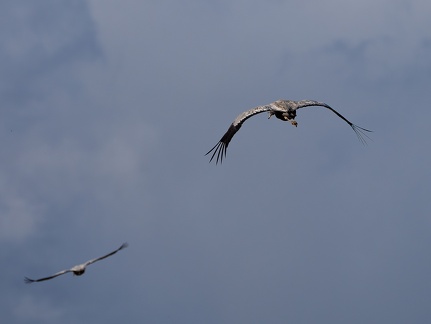 Montier-en-Der - 20231119 - 141041 - 5184 x 3888px