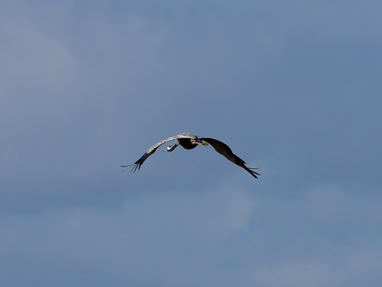 Montier-en-Der - 20231119 - 141045 - 5184 x 3888px