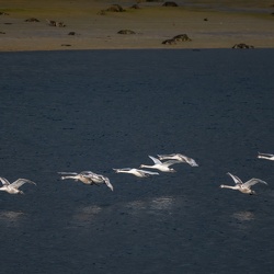 Montier en Der, festival photographie nature
